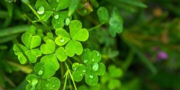 Como Jogar Dia de Sorte Conheça Este Empolgante Jogo da Loterias Caixa