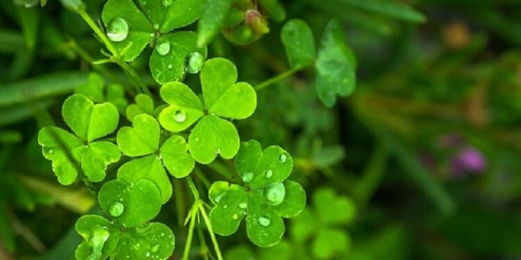 Como Jogar Dia de Sorte Conheça Este Empolgante Jogo da Loterias Caixa