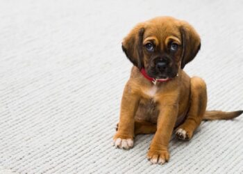 Como Saber se Meu Dachshund é Puro Dicas para Identificar a Pureza da Raça