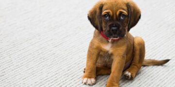 Como Saber se Meu Dachshund é Puro Dicas para Identificar a Pureza da Raça