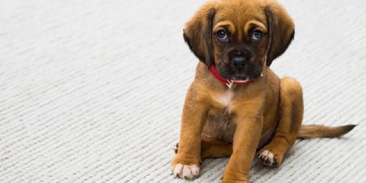 Como Saber se Meu Dachshund é Puro Dicas para Identificar a Pureza da Raça