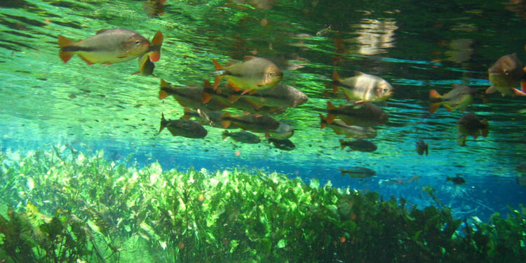 Como ir para Bonito MS? Melhor Opção de Transporte e Trajeto