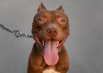 Descubra o preço de um American Bully e conheça os fatores que influenciam o valor
