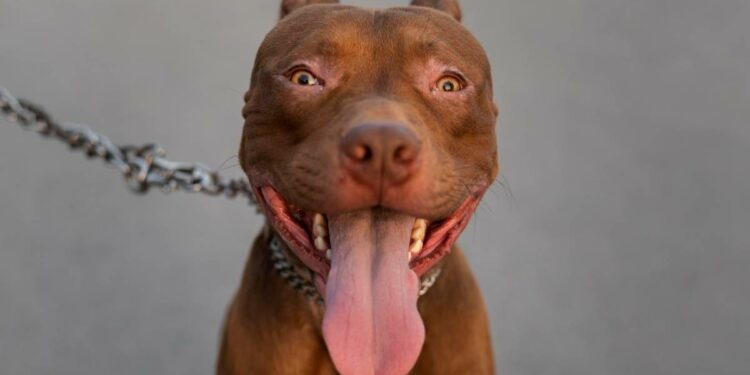 Descubra o preço de um American Bully e conheça os fatores que influenciam o valor